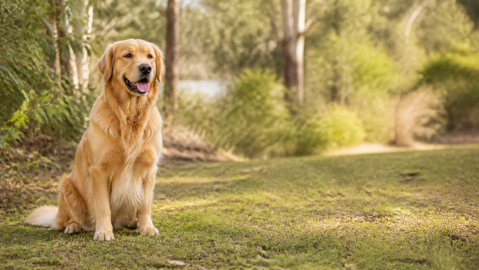 A happy, healthy golden retriever outdoors in warm Australian light