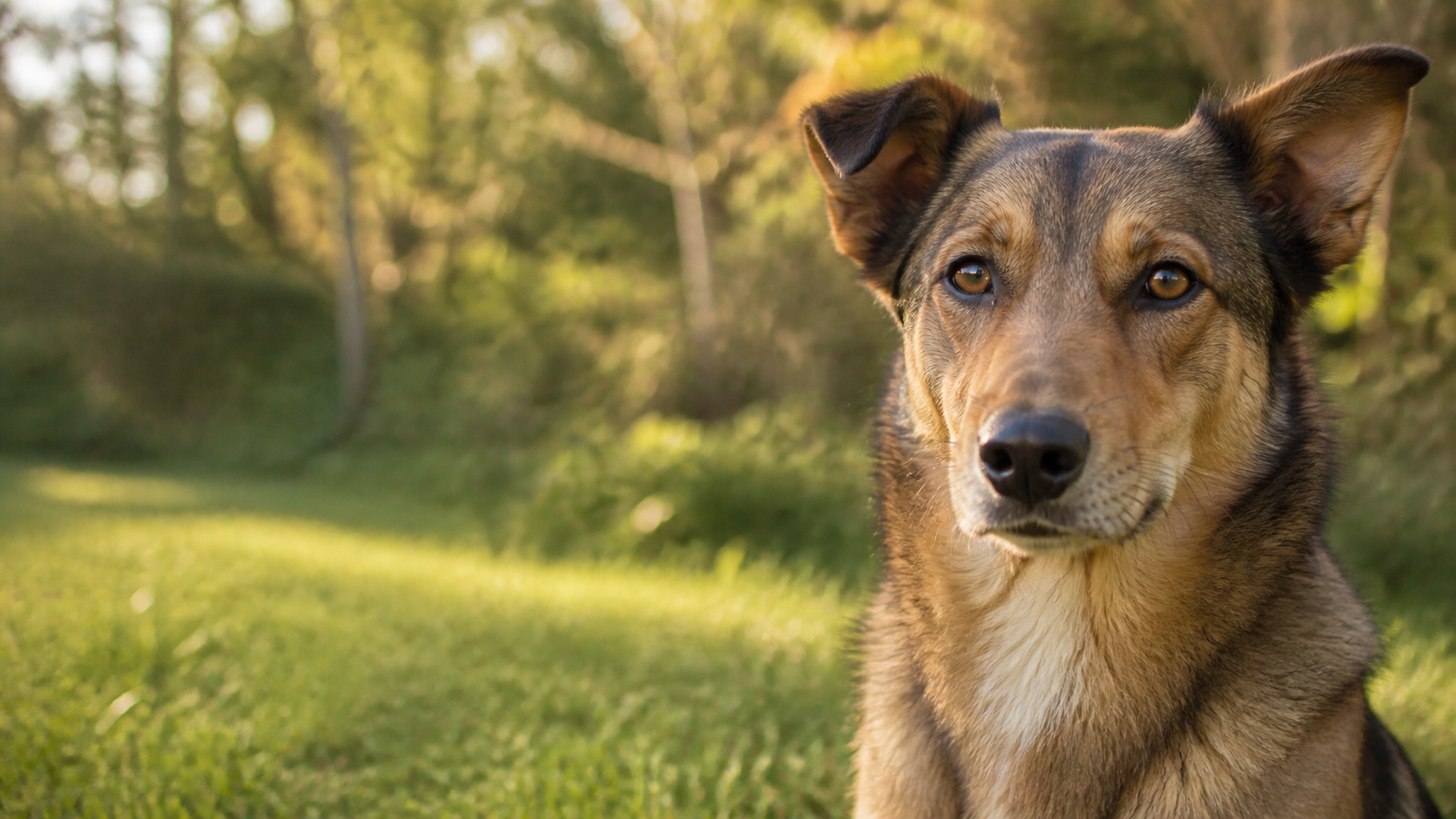 An alert, healthy dog outdoors in green grass and dappled sunlight