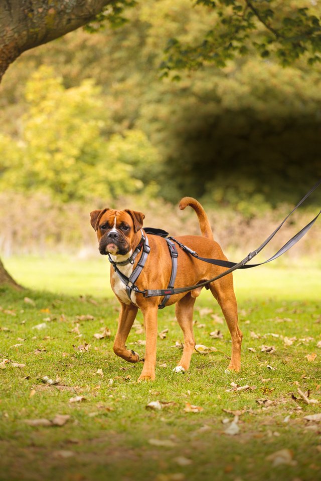 Company of Animals – Halti – Walking Harness – Black
