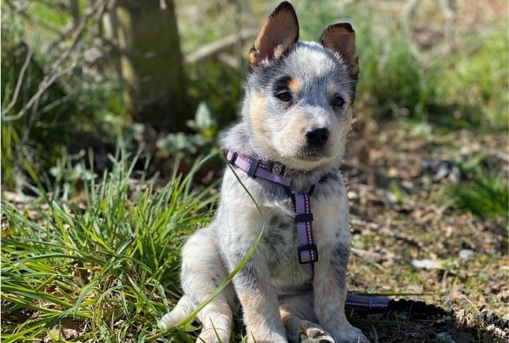 Company of Animals – Halti – Walking Harness – Purple