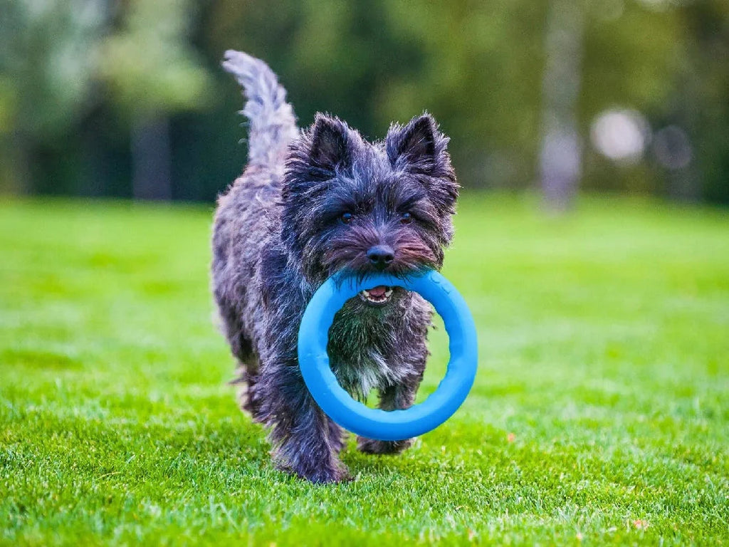 PitchDog Fetch Ring