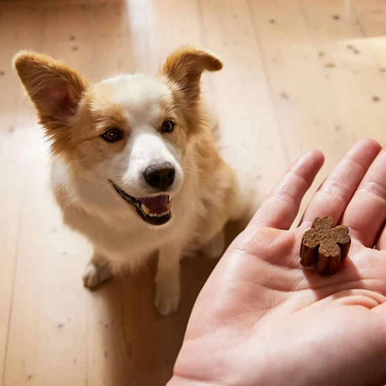 ZamiPet Allergy & Itch