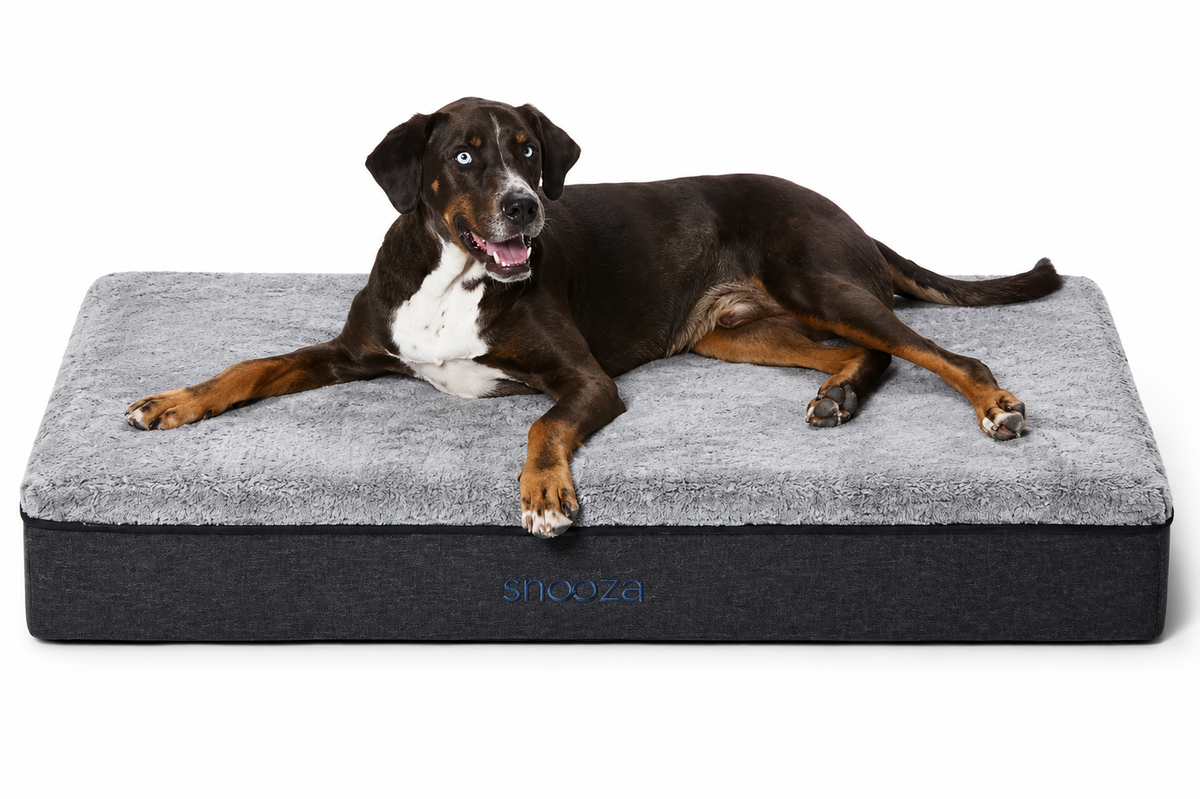 Dog resting on Snooza Big Dog Bed Chinchilla