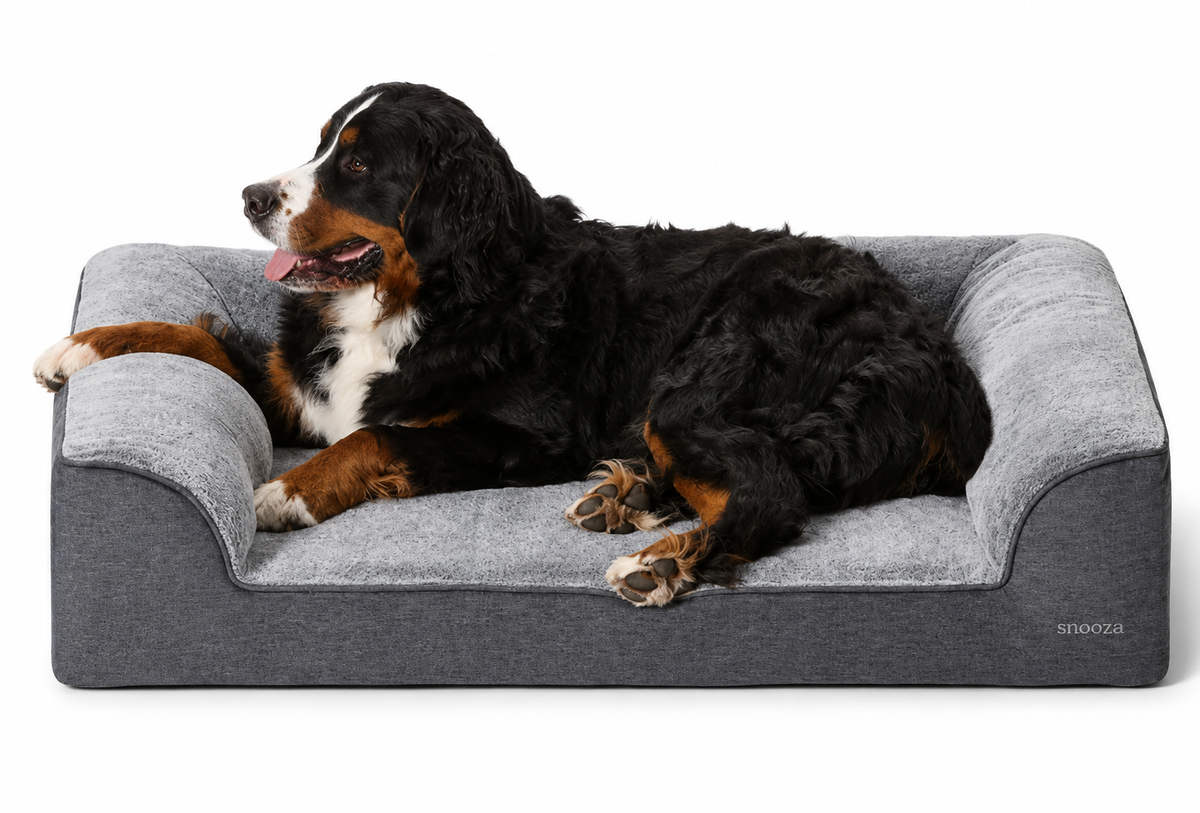 Dog resting on Snooza Ortho Dream Sofa Chinchilla