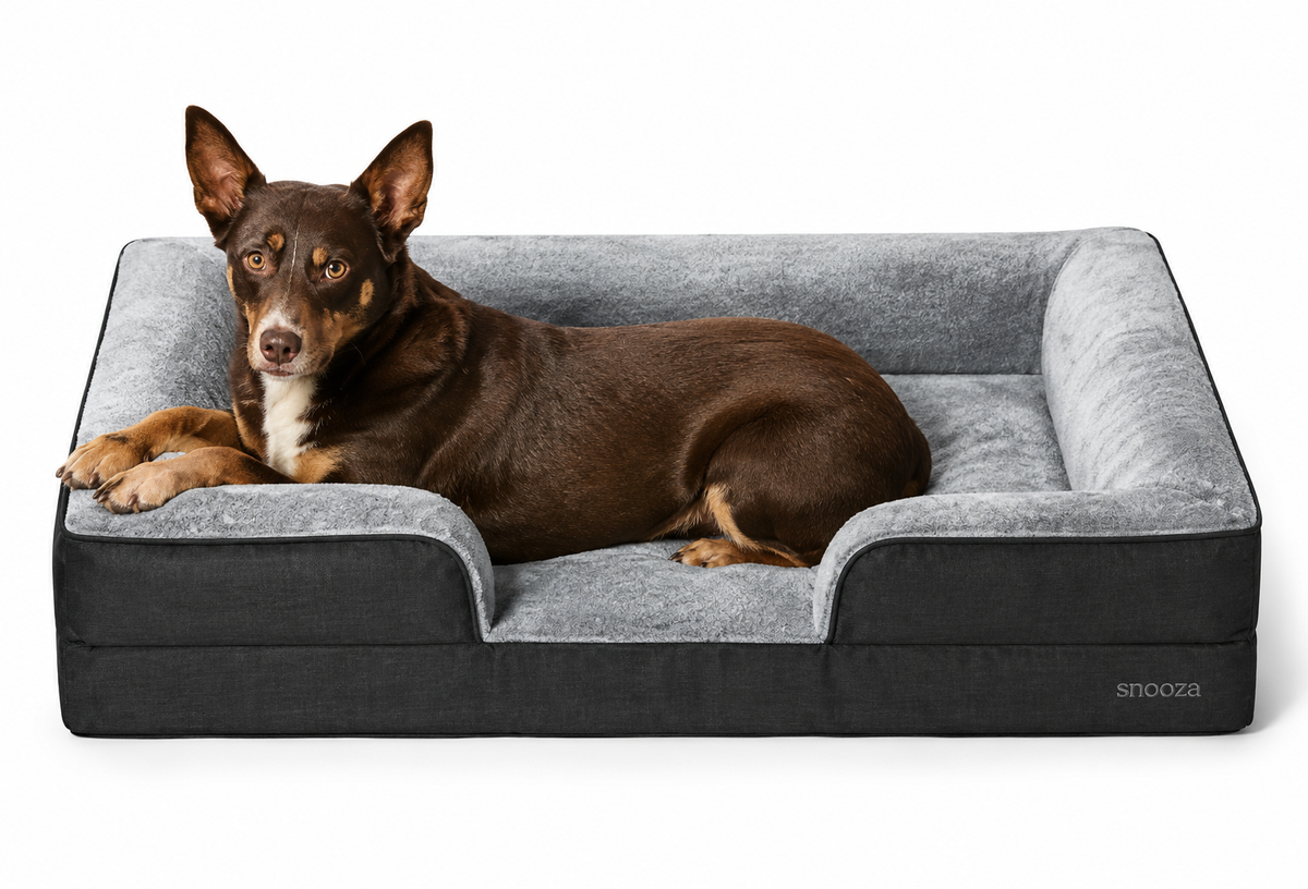 Dog resting on Snooza Ultra-Tuff Ortho Retreat